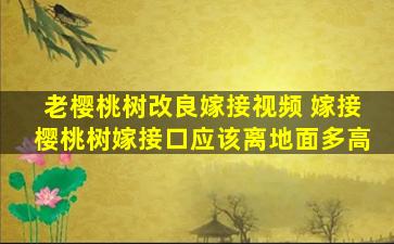 老樱桃树改良嫁接视频 嫁接樱桃树嫁接口应该离地面多高